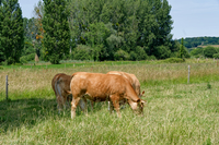 img21